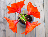 无感知升级的电话轰在线轰炸免费下载